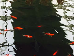 -御龙温泉度假村