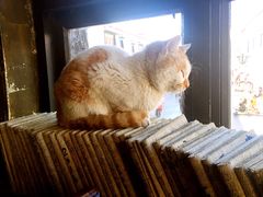 景观位-玛吉阿米·餐吧