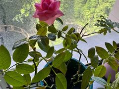 -双季花艺园艺市场(浦东店)