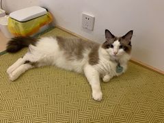 -猫在这儿猫咪咖啡馆·撸猫馆