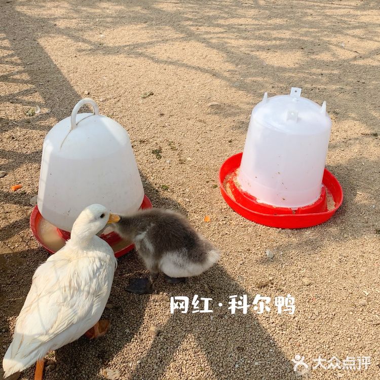 鞍山老院子动物园