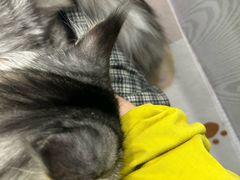 -纳吉亚猫专科动物医院·北北分院