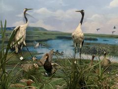 -国家自然博物馆