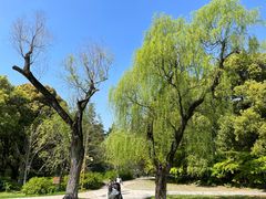 -上海共青森林公园