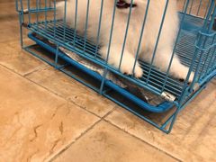 -翊宠yipet猫狗购宠庄园犬舍•猫舍