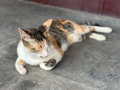 -西园戒幢律寺
