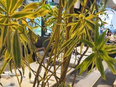-渔语鱼酸菜鱼新川菜(来福士店)