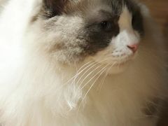 -MOCHA明星猫咖(田子坊店)