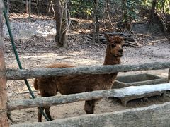 -清迈夜间动物园