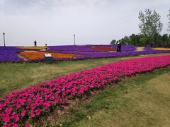 -杭州湾海上花田景区