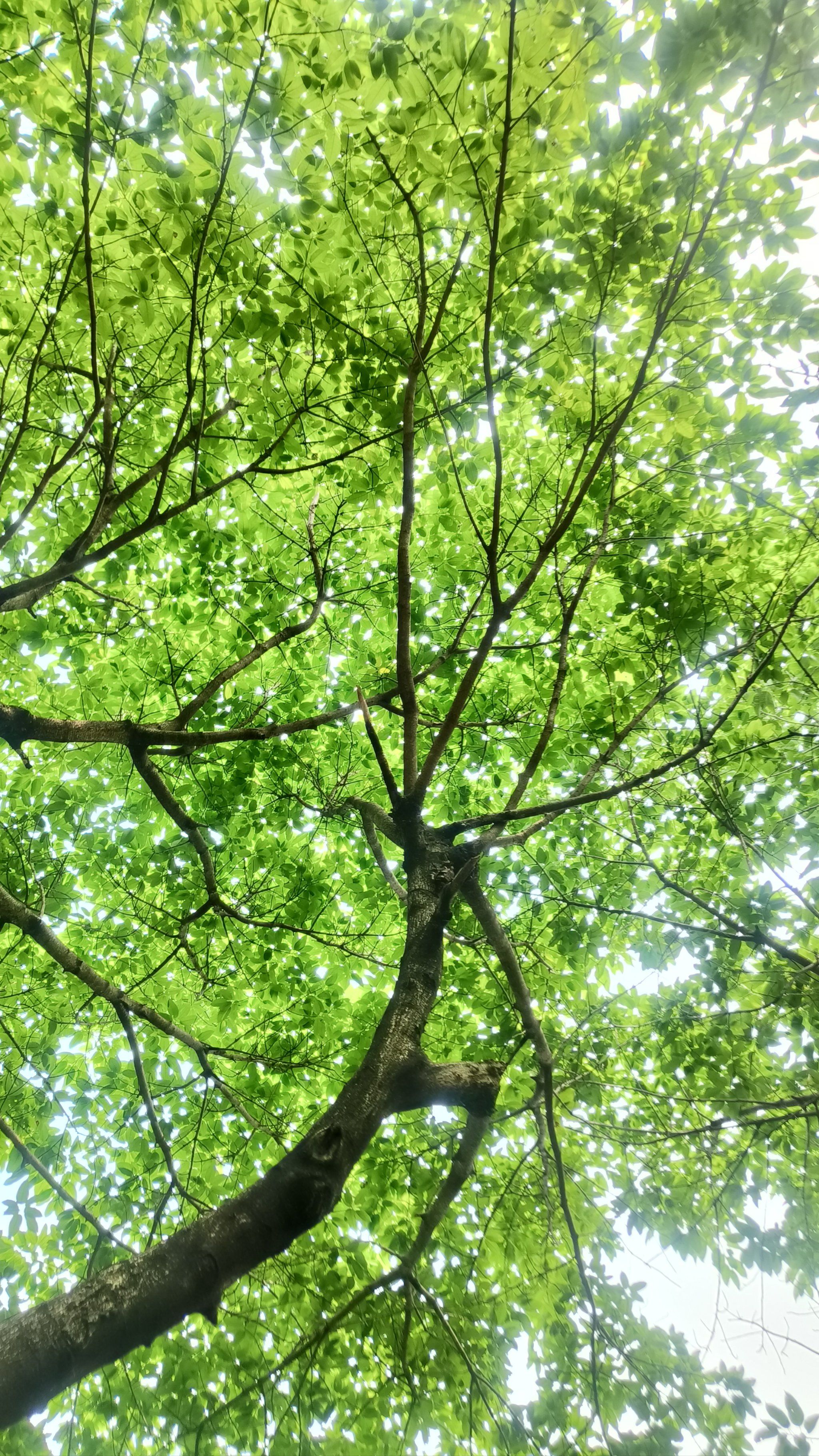 佛山超治愈的城市绿光森林-拥抱江景草坪小树林