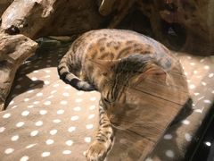 -more than meow吴止猫主题餐厅(承德 中船汇店)