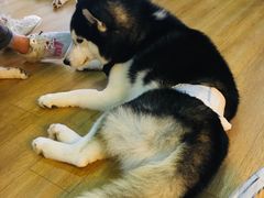 -Husky Go! 哈士奇体验馆·宠物咖啡厅狗咖