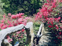 -木兰云雾山