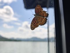 -柳莺湖上·湖景餐厅·江南菜(西湖店)