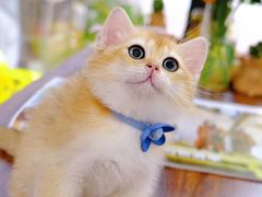 -喵百万·布偶·蓝金金渐层英短·猫舍(百子湾店)