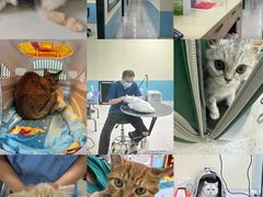 -天宠宠物医院24小时·急重症诊疗中心·全科·腔镜特色(和平分院)