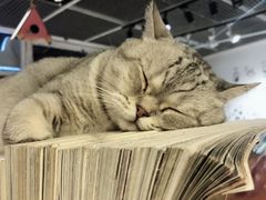 -小时光咖啡馆(开森度假森林店)