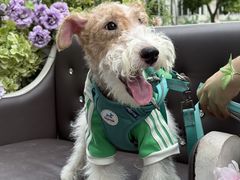 -J Create城市露营咖啡·简餐·宠物(上海动物园店)