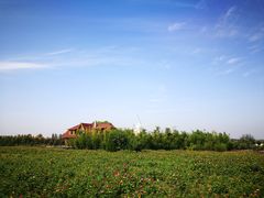 -曲江薰衣草庄园