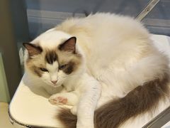 -怪兽屋·羊驼·猫咖·狗咖(俊华广场店)