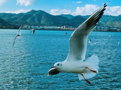 -海埂大坝