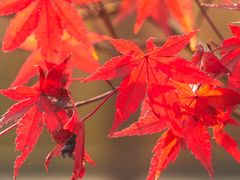 -昆山城市生态森林公园