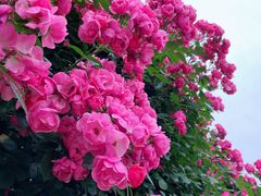 -广富林郊野公园