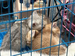 -桂林市花鸟市场