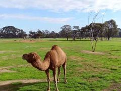 -威勒比开放式动物园