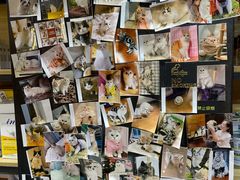 -欣宠猫屋·矮脚拿破仑·蓝金金渐层