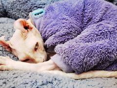 -有猫主题·治愈系猫咖(曾厝垵店)