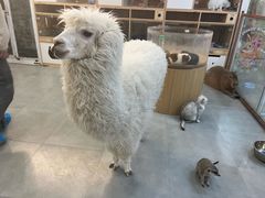 -Honey Bacca 哈尼芭卡高端萌宠(朝阳大悦城店)