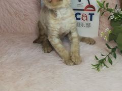 -十年猫舍·猫咪专门店(普陀店)
