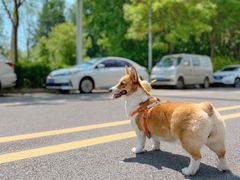 -宠福鑫康馨动物医院·骨科·眼科