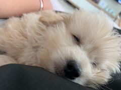-乐琪宠物医院·犬猫专科·骨外科·急重症