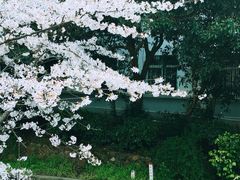 -武汉大学-樱园