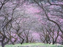 -新建村梅花