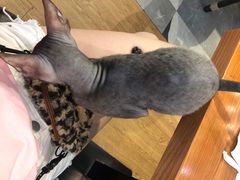 -猫小院猫主题餐厅(三里屯店)