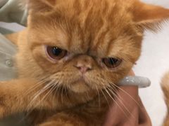 -飞行喵MR PILOT|猫舍·猫咖(静安大融城店)