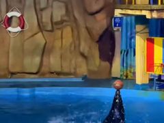 -烟台海昌鲸鲨海洋公园