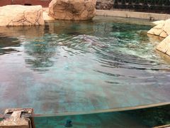 -林肯公园动物园