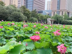 -黄兴公园