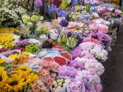 -花鸟鱼虫鲜花绿植市场(玉泉路店)