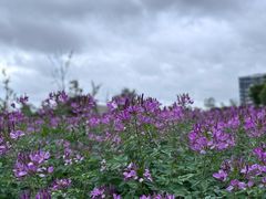 -春花秋色城市公园