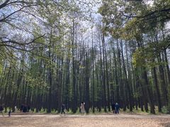 -上海共青森林公园