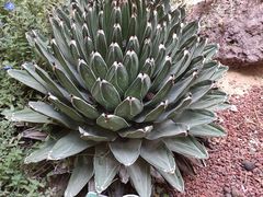 -正佳雨林生态植物园