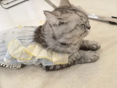 -共舞时光猫咖·狗咖(新街口店)