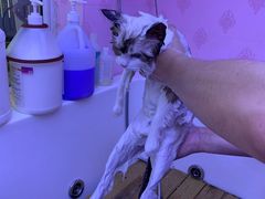 -喵百万·布偶·蓝金金渐层英短·猫舍(百子湾店)