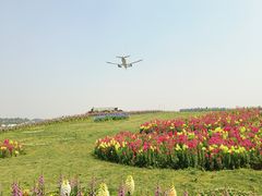 -空港花田景区